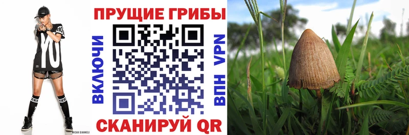 наркота  kraken как зайти  Галлюциногенные грибы Cubensis  Всеволожск 